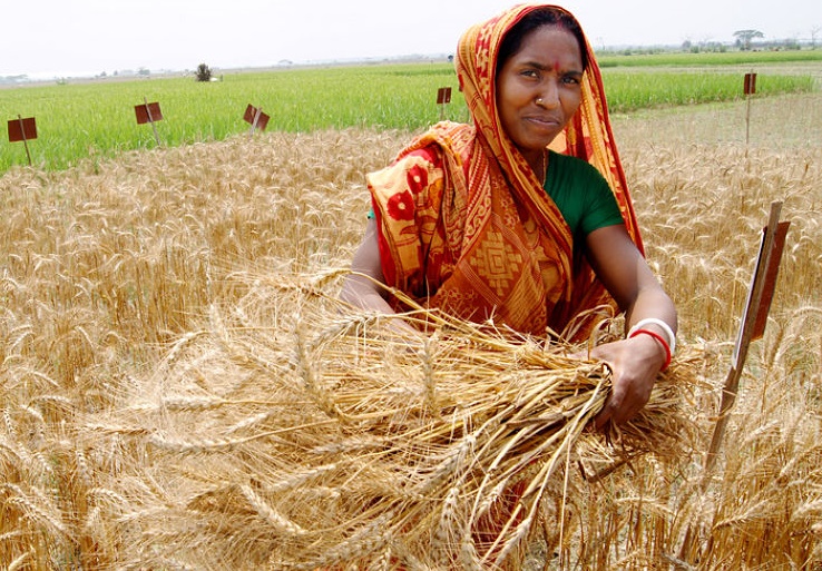 Agricultura em Bangladesh
